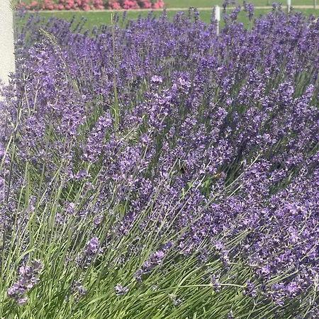 Akvarium Apartmanhazak