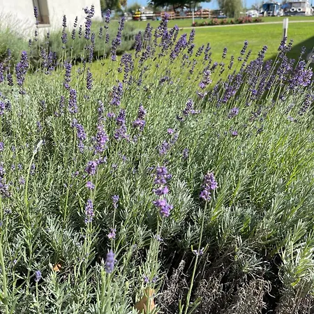 Akvarium Apartmanhazak Lejlighedshotel